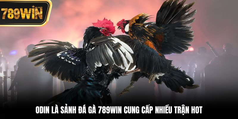ODIN là sảnh đá gà 789win cung cấp nhiều trận hot
